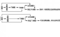 关于体液免疫的过程（关于体液免疫的生物学效应下列不正确的是）