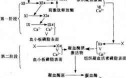 简述血液凝固的基本过程（简述血液凝固的基本过程生理学）