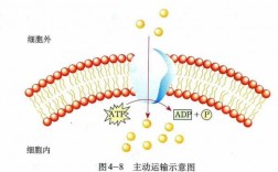 质子的传递过程（质子的传递过程是什么）