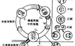 细胞增殖的过程图（细胞增殖结构图）