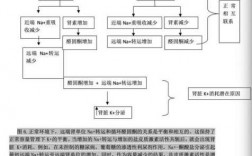 低钾血症病理过程（低钾血症的病理生理及分类）