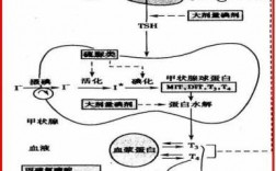 甲状腺合成过程图（甲状腺合成过程图示）