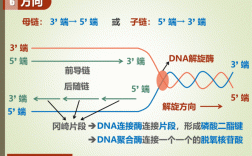 叙述DNA复制过程（dna复制过程简述）