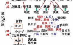 食物和水消化过程（食物和水消化过程思维导图）