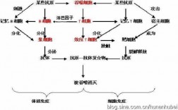 体内异物的免疫过程（体内异物的免疫过程是）