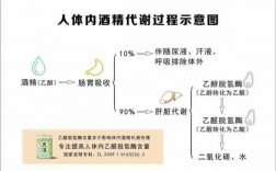 酒精在体内的代谢过程（酒精在体内的代谢过程属于几相反应）