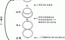 环状dna复制过程图（环状dna复制方式是单链还是双链）