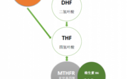 叶酸代谢的基本过程（叶酸代谢是啥意思）