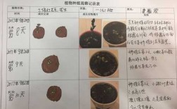 植物生长过程100字（观察植物生长过程100字）