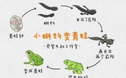 小蝌蚪变化过程图（小蝌蚪变化过程图片）