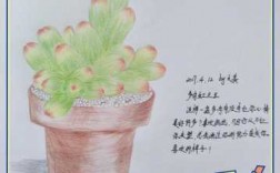 多肉植物的生长过程图（多肉植物的生长过程图画）