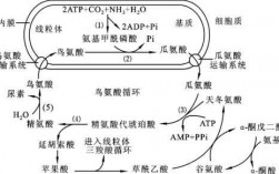 体内代谢氨反应过程（体内代谢氨反应过程图解）