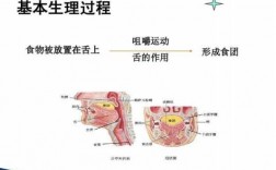 咀嚼过程磨损定义（咀嚼的基本过程）