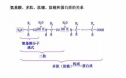 肽键形成过程图（肽键的形成场所）