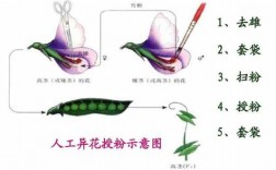 豌豆花杂交过程（豌豆花杂交过程图）