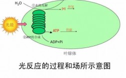 光的水解过程（水的光解的过程）