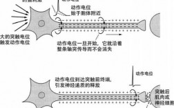 神经电位传递的过程（神经动作电位的传导方式）