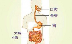 食物吸收代谢过程（食物吸收的全过程）