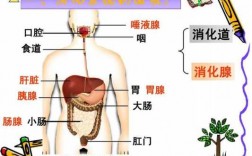 食物消化过程结构（食物消化的过程图动画）