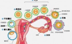 怀孕过程分析图（怀孕过程分析图解）