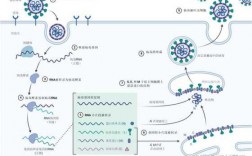 病毒的复制过程视屏（病毒复制过程的简图）