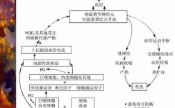 发热的过程包括()（发热的过程包括多选题）