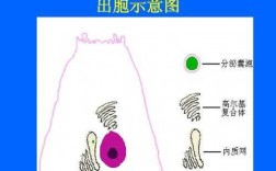 生物学过程（物质出胞的生物学过程）