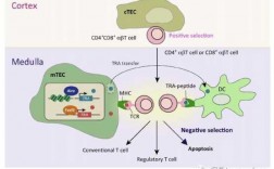 t细胞在胸腺内发育的过程（t细胞在胸腺内发育的过程包括）