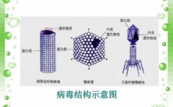 高中病毒的过程（高中病毒结构图）