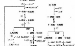 异型乳酸发酵过程（异型乳酸发酵是hmp还是pk）