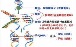 dna复制的过程包括（dna复制过程包括哪三个过程）