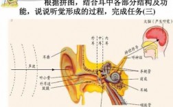 在听觉的形成的过程（听觉的形成的过程不属于反射是因为）