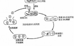 简述病毒增殖过程（简述病毒增殖的一般过程）