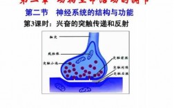 突触信号变化的过程（突触间隙信号传递方式是啥）