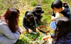 采摘野菜过程（采摘野菜过程怎么写）