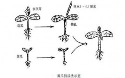 黄瓜嫁接过程图片（黄瓜嫁接过程图片欣赏）