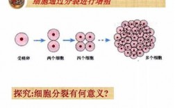 包含增殖分化过程的词条