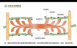 肌丝滑行传递过程（肌丝滑行的过程叙述）