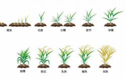 米粒变成水稻过程（米粒变成水稻过程图）