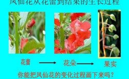 花蕾变化过程（花蕾的变化顺序是什么）