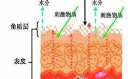 皮肤肿胀过程原理（皮肤肿胀物有哪些?）