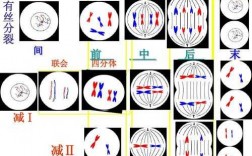 有丝分裂过程教学设计的简单介绍