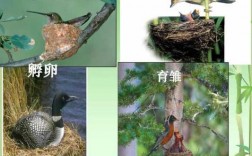 鸟的发育过程（鸟的发育过程三个阶段）