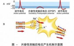 兴奋膜电位生成过程（兴奋电位的产生）