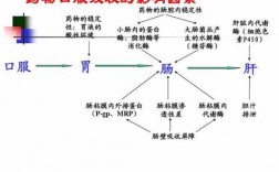 吸收的过程（药物吸收的过程）