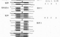 pcr过程是复制吗（pcr的基本过程类似于dna的天然复制）