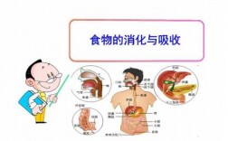 水和饮料消化过程（水喝下去的消化过程）