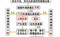 水盐调节的过程（水盐调节的过程包括）