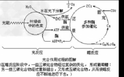 光合反应具体过程（光合反应过程是在叶绿体的）