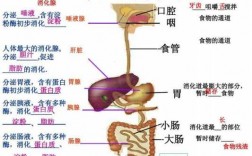 根据下列人体消化过程（人体的消化过程是指）